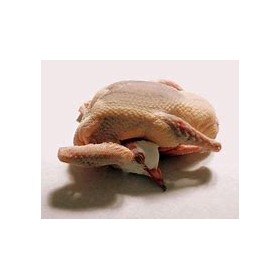 Pigeonneau royal ~600 gr x 4 pièces