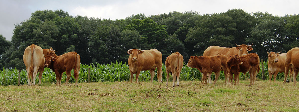 Les produits du terroir 